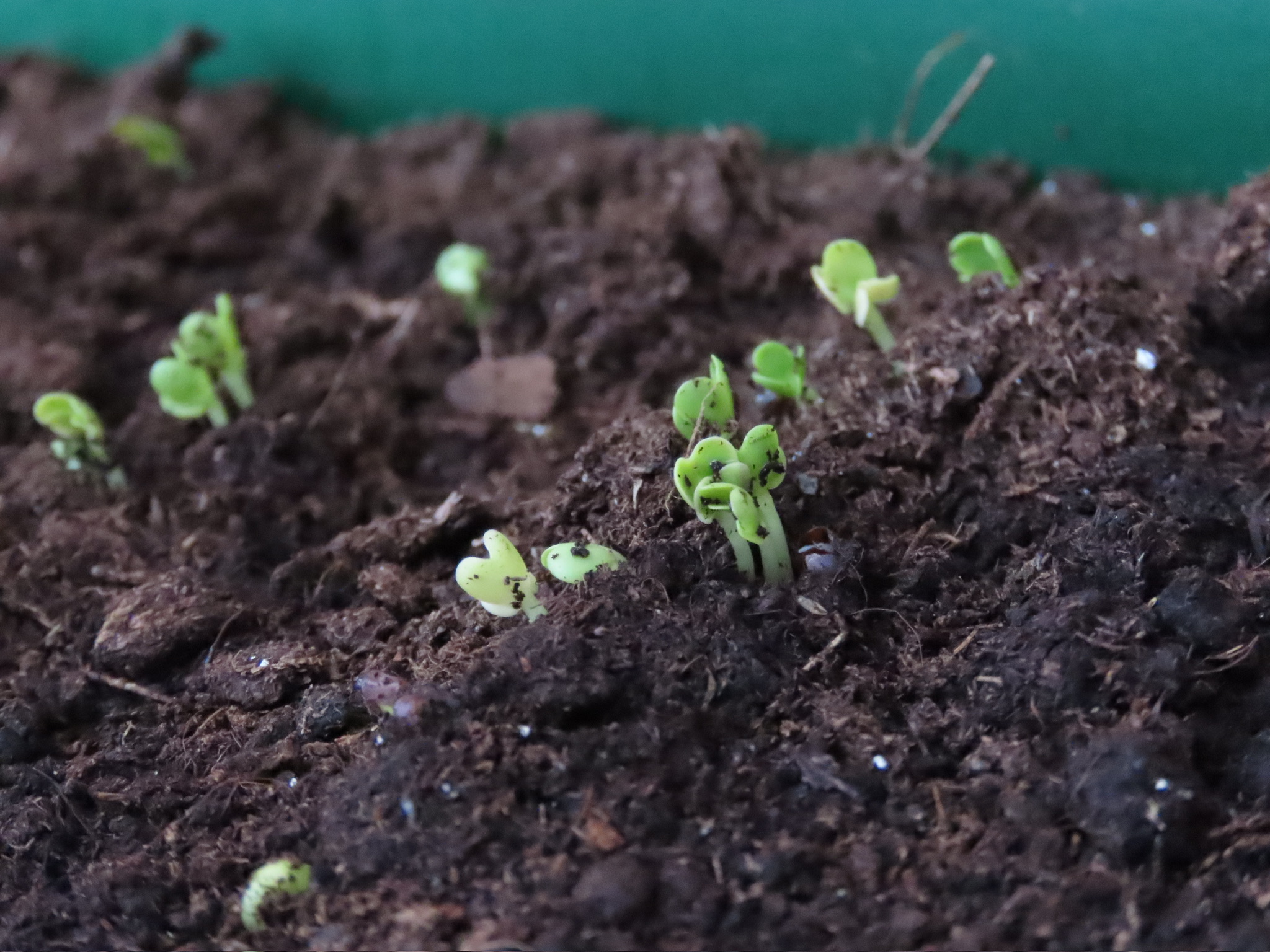 第2期 - 破土而出