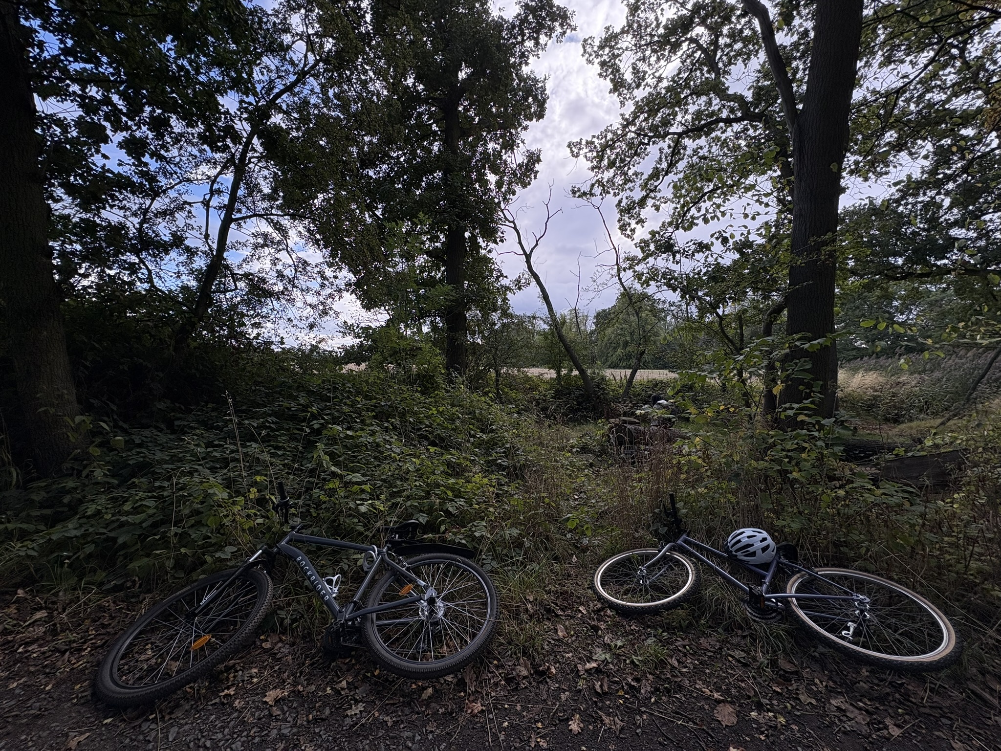 第4期 - 秋天到了